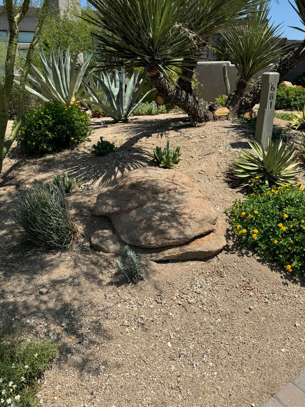 Desert landscape with succulents, rocks, and yellow flowers under bright sunlight.
