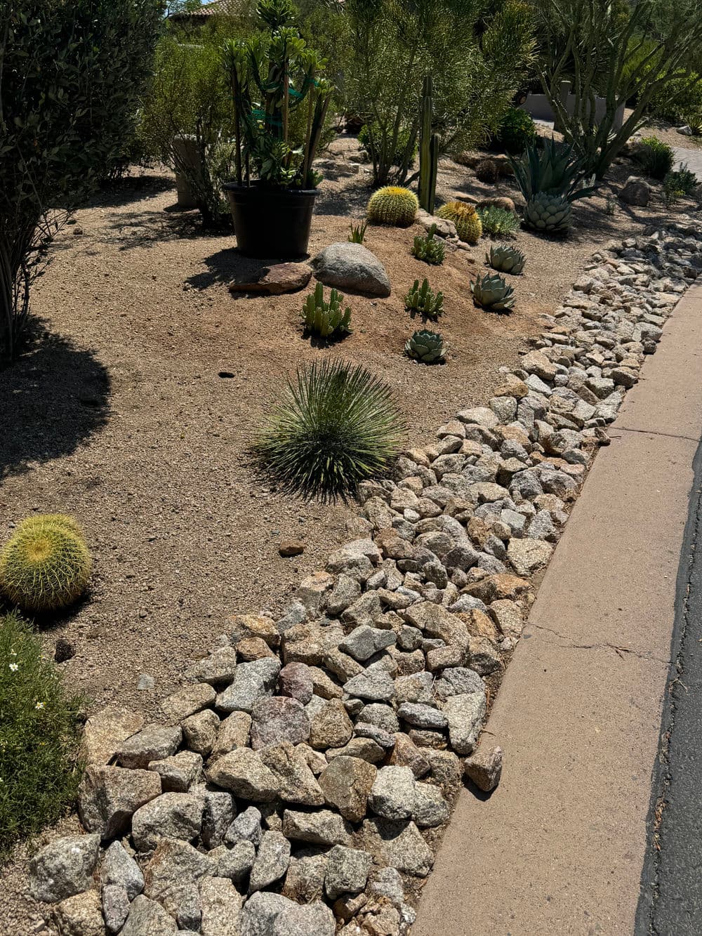 Desert landscape featuring cacti, succulents, and rock borders along a pathway.