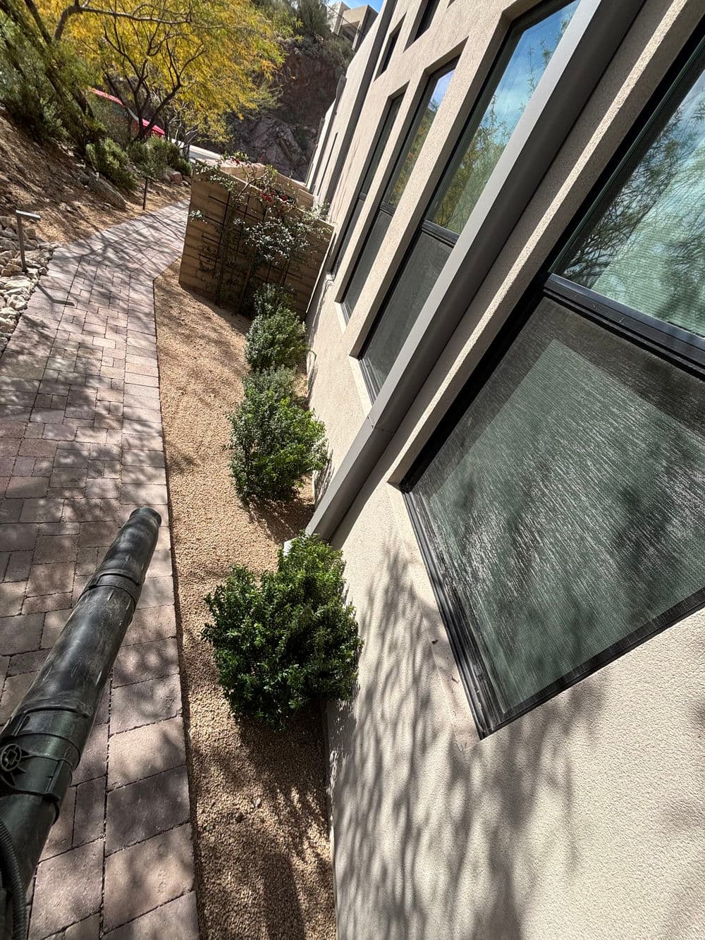 Pathway lined with shrubs beside a building with large windows on a sunny day.