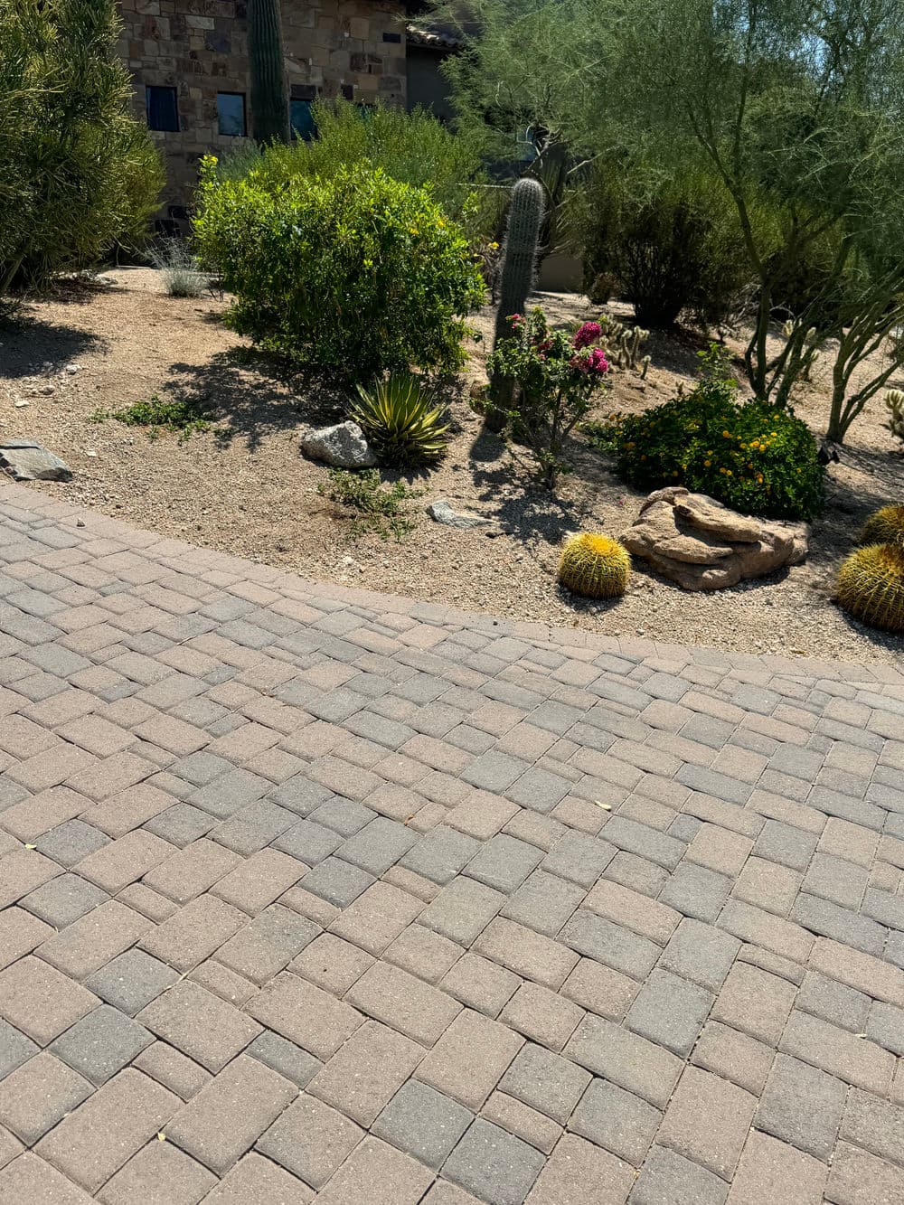 Desert landscaping with pavers, cacti, and vibrant shrubs in a sunny environment.