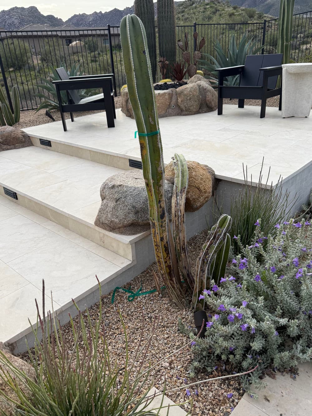 Cactus among landscaping stones and plants in a desert-inspired outdoor setting.