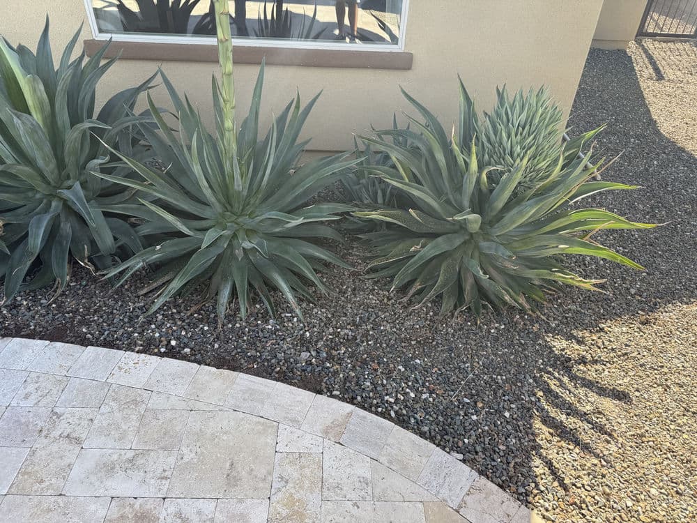Succulent plants and gravel landscaping near a home, featuring various agave species.