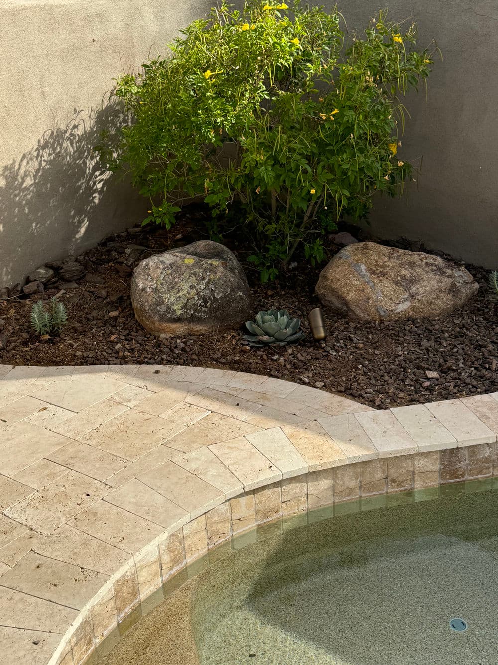 Lush green shrub and succulents beside rocky poolside in a serene outdoor setting.