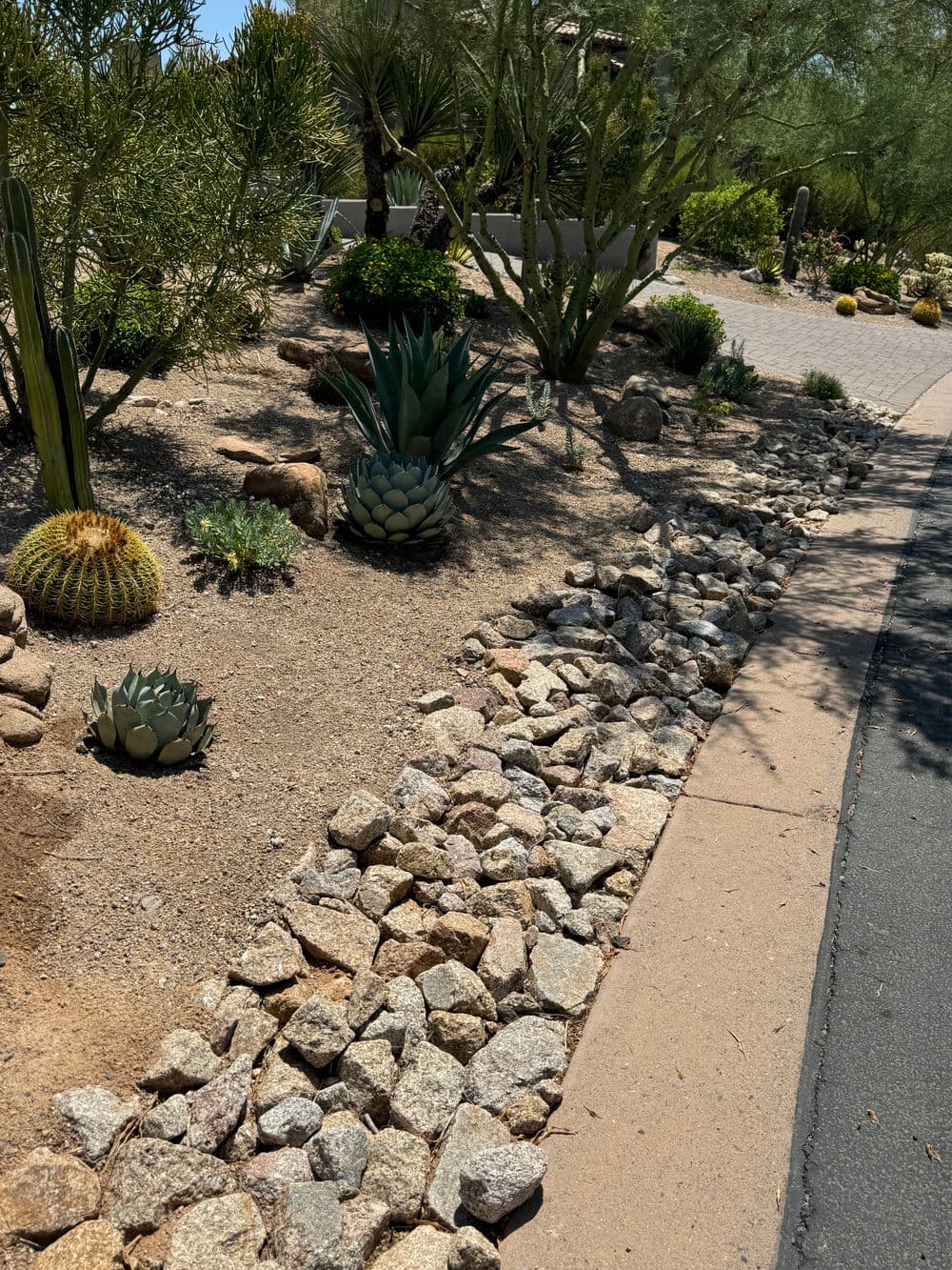 Desert landscape featuring cacti, succulents, and rock border along a paved path.