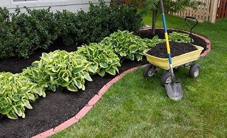 A yellow wheelbarrow in the grass next to some bushes