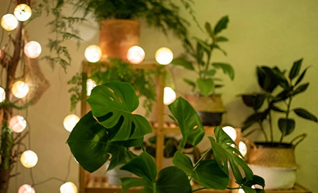 A plant that is in the foreground with lights behind it.