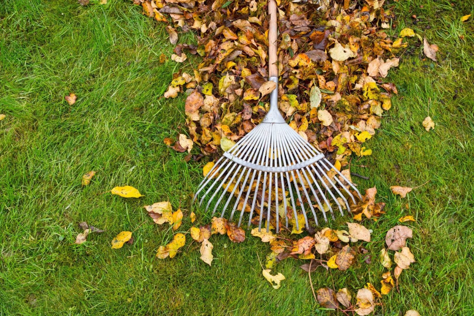 A white and silver rake on the ground with leaves.