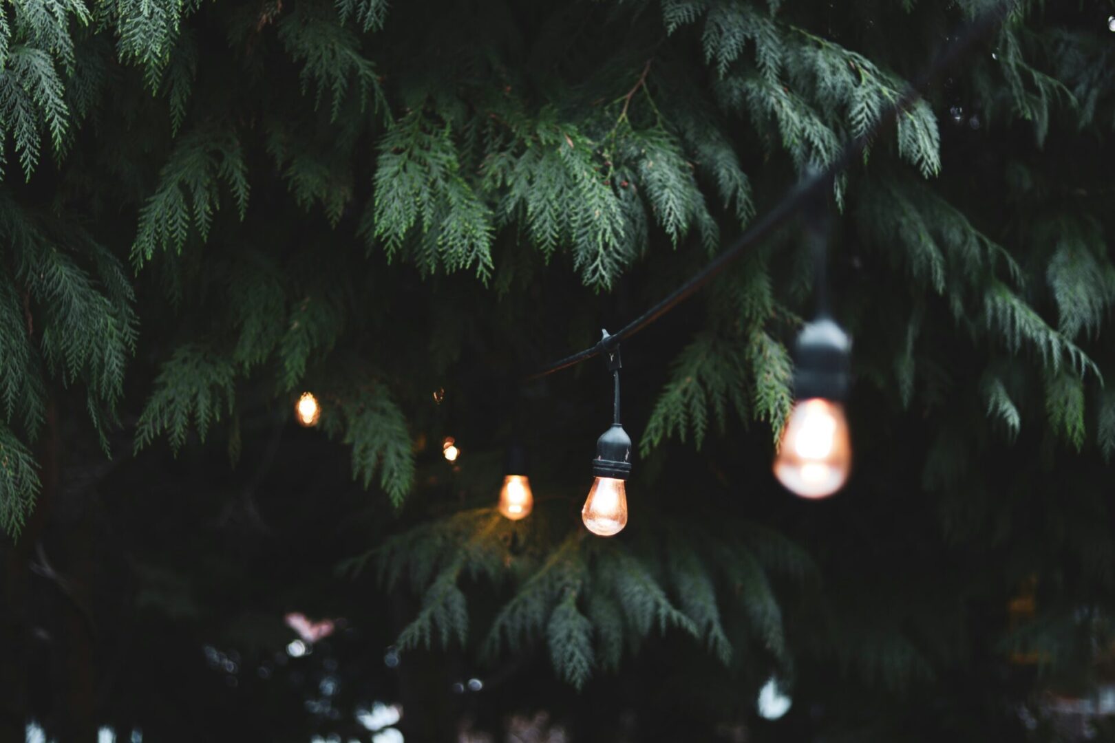 A bunch of lights hanging from the side of a tree.