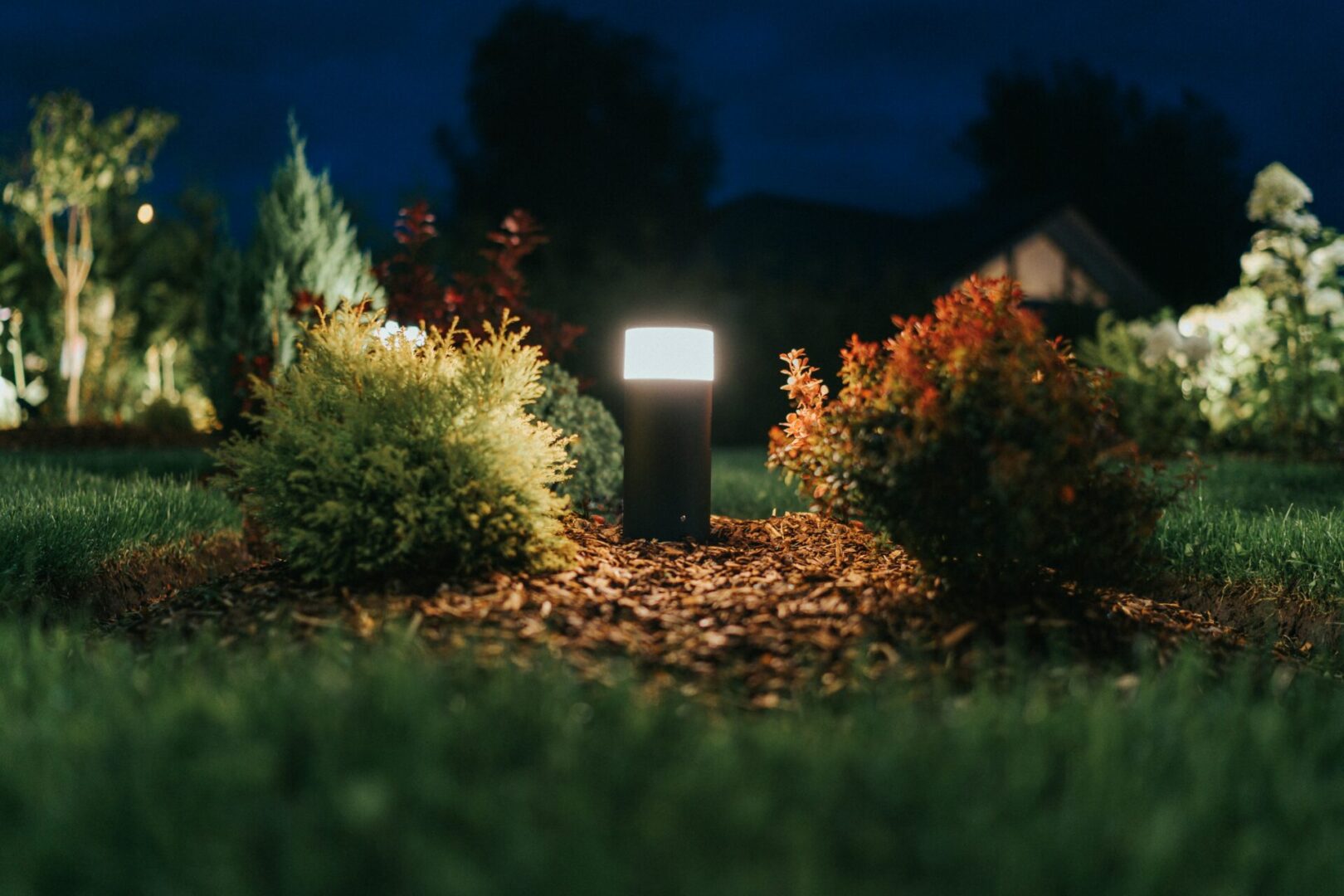 A light in the middle of some bushes